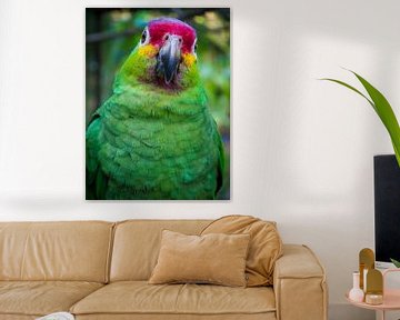 Portret van een groene papegaai (parrot) in de Centraal Amerikaanse jungle van Michiel Dros
