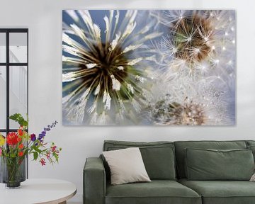 Fireworks of dandelions by Anouschka Hendriks