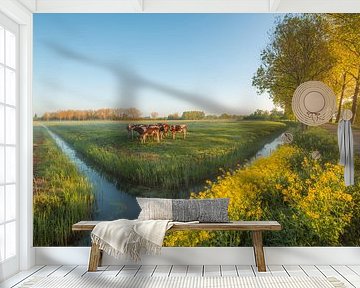 Groep koeien in het weiland van Moetwil en van Dijk - Fotografie