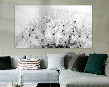 Paardenbloempluis met waterdruppels van Anouschka Hendriks
