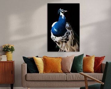 Peacock standing