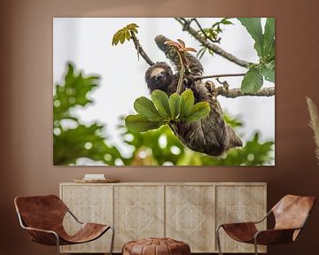 Sloth in Costa Rica by Corno van den Berg