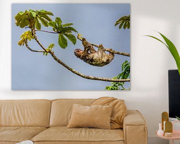 Luiaard in boom in Costa Rica van Corno van den Berg