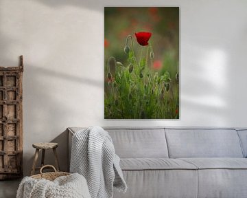 Poppy by Roberto Zea Groenland-Vogels