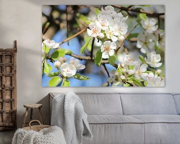 Blossom of the pear tree