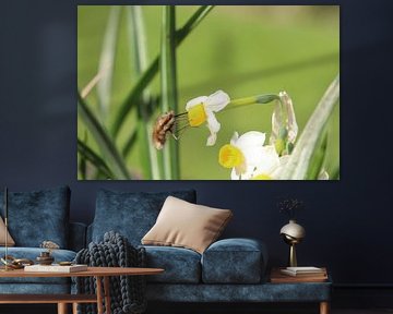 Wool glider on daffodil by Inge van Zand