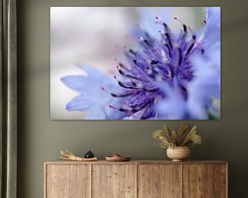Purple blue, korenbloem Macrofotografie van Watze D. de Haan