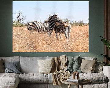 Zèbres dans le parc national Kruger, Afrique du Sud sur Elles van der Veen