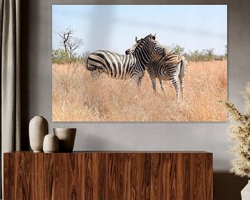 Zèbres dans le parc national Kruger, Afrique du Sud