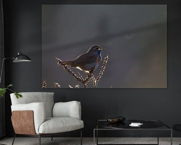 Bluethroat-Gesang mit Hintergrundbeleuchtung von Menno van Duijn