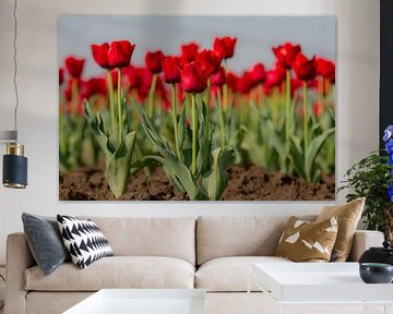 Tulips from Zeeland by Martine Moens