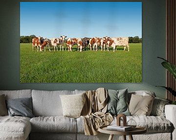 Les vaches en ligne sur Color Square