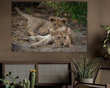 lion cubs by Ed Dorrestein