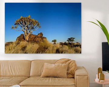 L'arbre à carquois en Namibie sur Denis Feiner