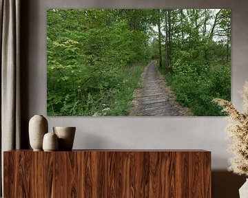 Panorama of a decking through the forest