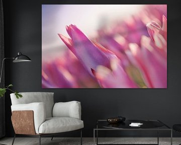 Tulips from the North, Garsthuizen
