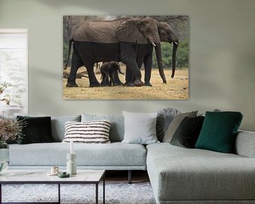 olifanten van Ed Dorrestein