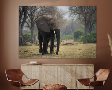 elephant by Ed Dorrestein