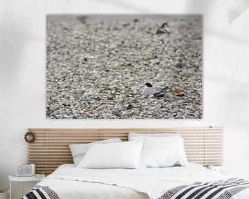 meeuw tussen de schelpen