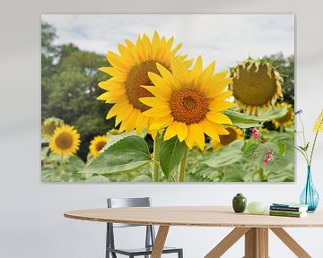 Sonnenblumen von Corinne Welp