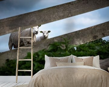 Schapen van Johan Vet