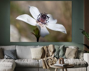 White anemone by Lianne van Dijk