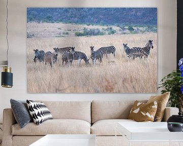 Zebras by Joop Bruurs