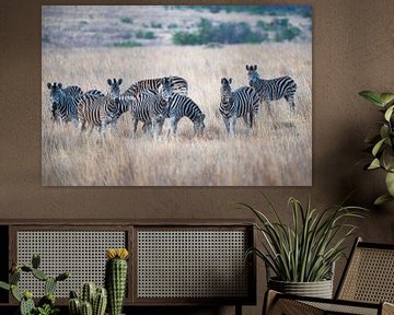 Zebras by Joop Bruurs