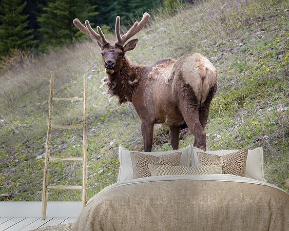 Aperçu de la chambre