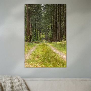 Sentier forestier - Portrait sur Leo Kramp Fotografie