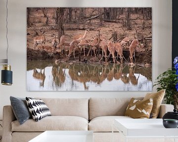 Drinking impalas by Joop Bruurs