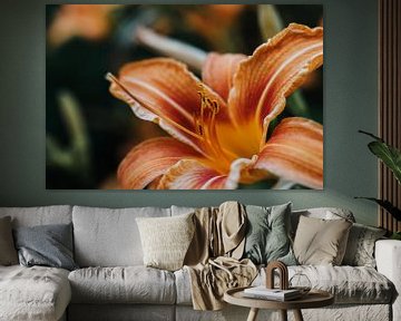 Orange Lily by Laura