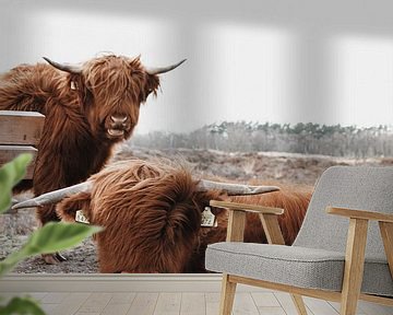 Schottische Hochlandbewohner in Gasteren Drenthe von Laura