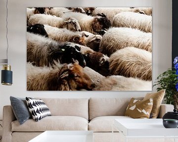 Kudde schapen in Drenthe