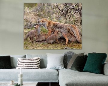 Mother fox gives her five cubs to drink by Patrick van Bakkum