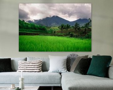 Groene rijstvelden Bali