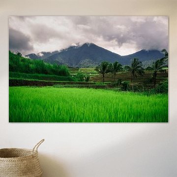 Grüne Reisfelder Bali