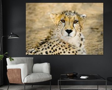 cheetah, eye see you van Leo van Maanen