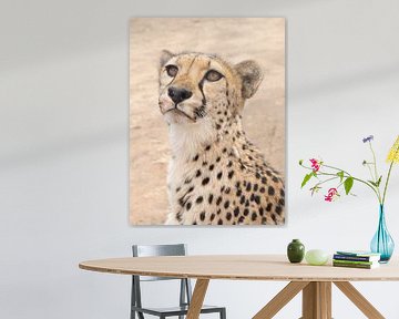 cheetah, wat vliegt daar ? van Leo van Maanen