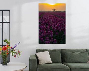 Purple tulips van peterheinspictures