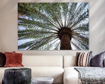 Palm tree by Tom Van Dyck