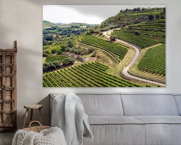 Winding road through French vineyards by Tom Van Dyck