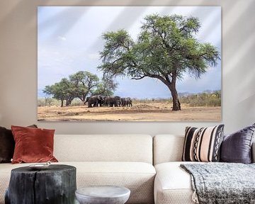 Elephants under acacia by Leo van Maanen