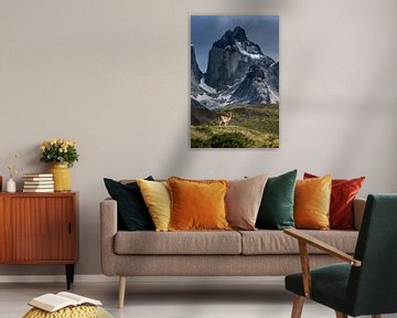 Torres del Paine - Guanako von Stefan Schäfer