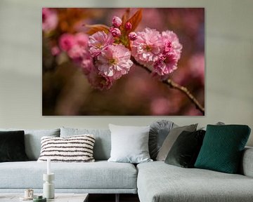 rosa Blüte auf einem Ast eines Blütenbaums in Oegstgeest