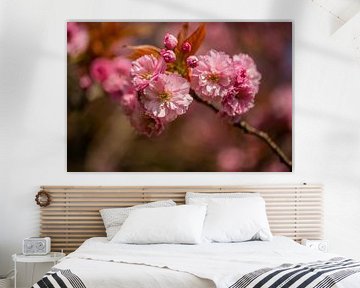 fleur rose sur une branche d'un arbre à fleurs à Oegstgeest sur Margriet Hulsker