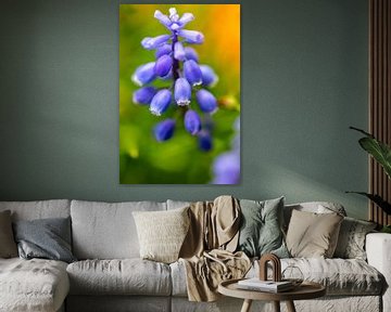 blauwe druif bloem tegen groene achtergrond in art stijl van Margriet Hulsker