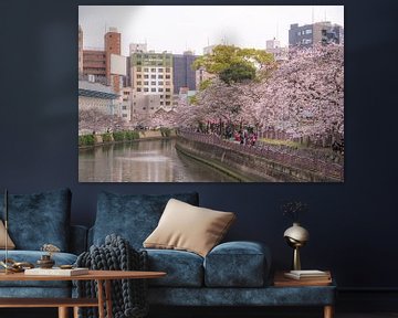 Cherry blossoms along a river by Mickéle Godderis