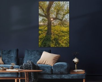 Arbre avec point lumineux sur Moetwil en van Dijk - Fotografie