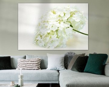 Weiße Hortensienpflanze Annabelle von Kunstdoorsuus